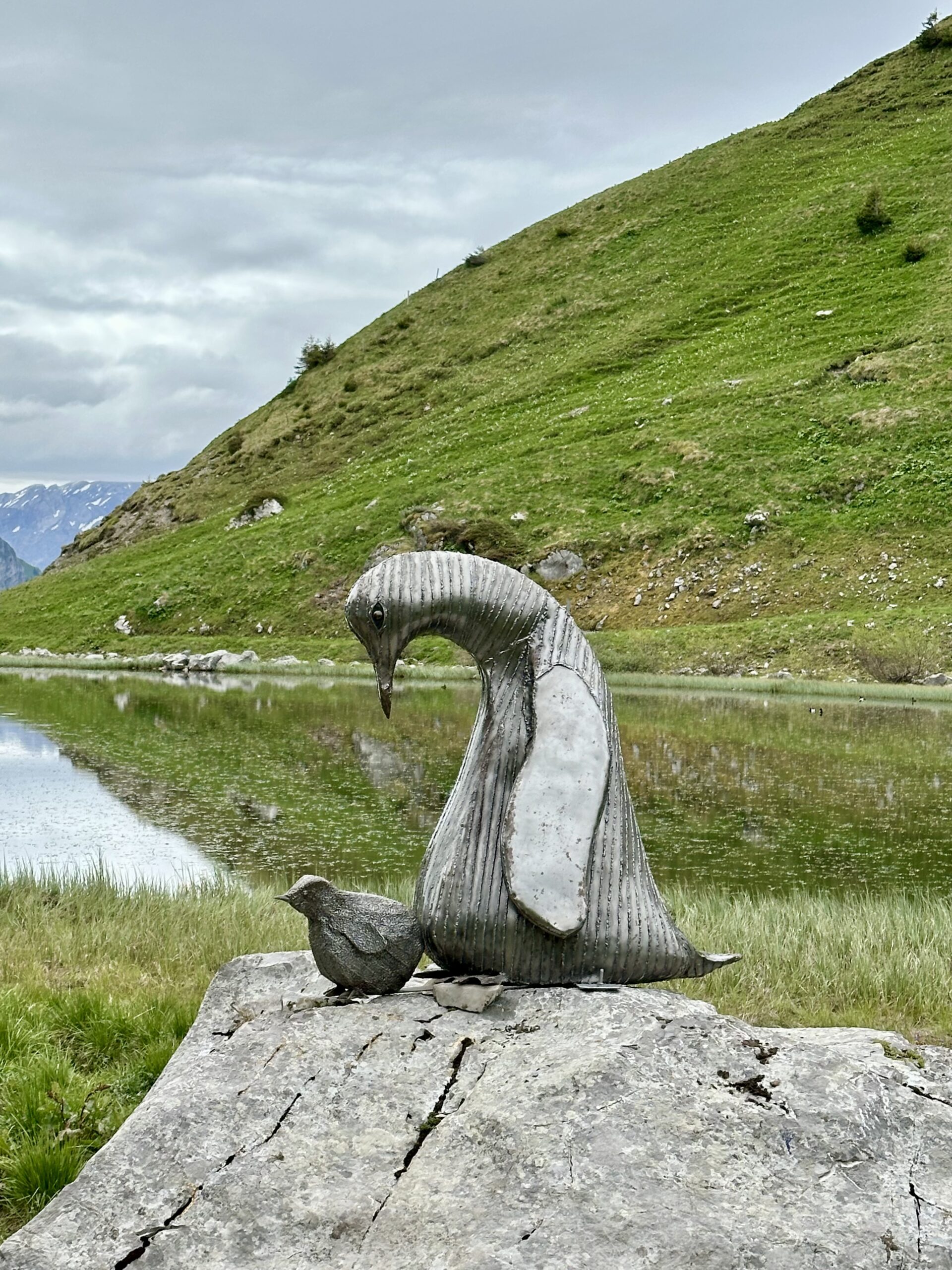 À la rencontre des pingouins